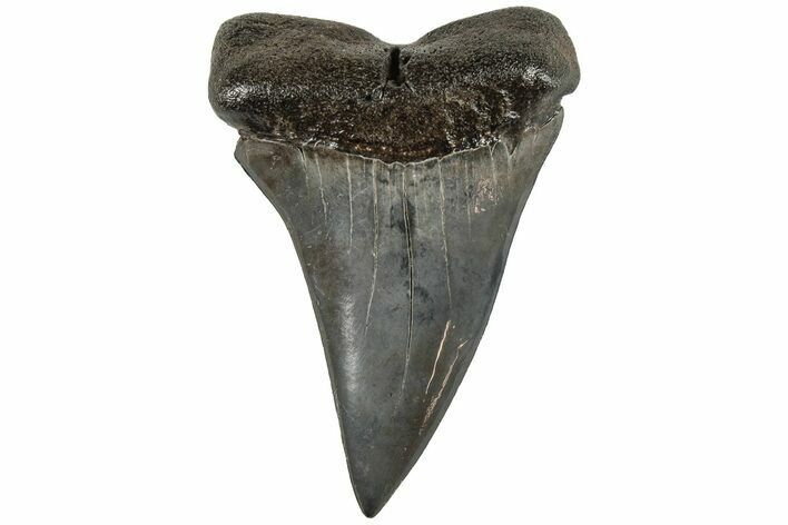2.4" Fossil Broad-Toothed "Mako" Tooth - South Carolina